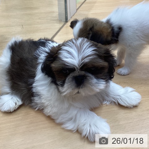 埼玉県のシーズー (ペットプラス 浦和美園店/2025年11月17日生まれ/男の子/ゴールドホワイト)の子犬の4枚目の画像