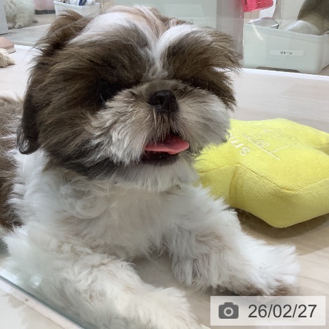 埼玉県のシーズー (ペットプラス クレアモール川越店/2025年11月17日生まれ/男の子/ゴールドホワイト)の子犬の4枚目の画像