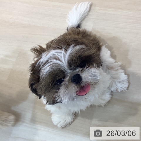 埼玉県のシーズー (ペットプラス クレアモール川越店/2025年11月17日生まれ/男の子/ゴールドホワイト)の子犬の4枚目の画像