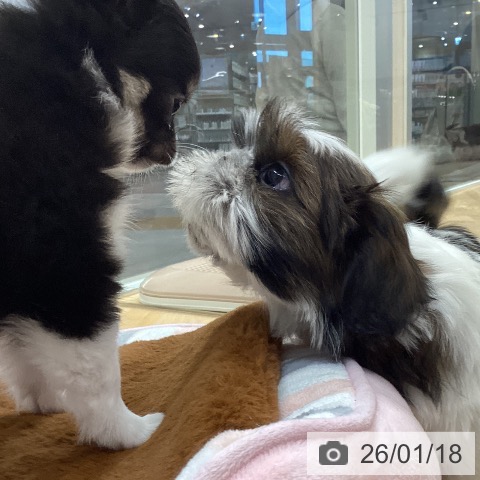 埼玉県のシーズー (ペットプラス 浦和美園店/2025年11月17日生まれ/男の子/ゴールドホワイト)の子犬の3枚目の画像