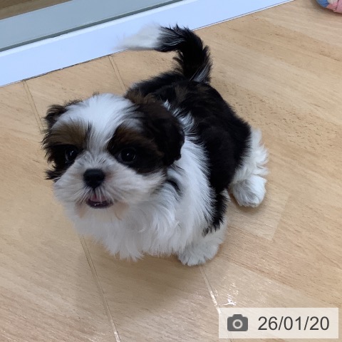 埼玉県のシーズー (ペットプラス 羽生店/2025年11月17日生まれ/女の子/ゴールドホワイト)の子犬の4枚目の画像