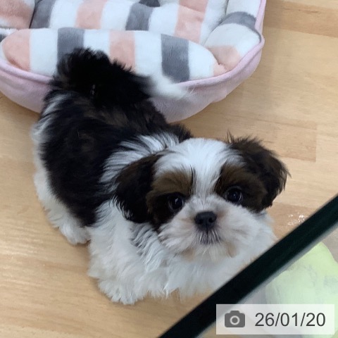 埼玉県のシーズー (ペットプラス 羽生店/2025年11月17日生まれ/女の子/ゴールドホワイト)の子犬の3枚目の画像