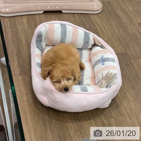 埼玉県のトイプードル(トイ) (ペッツワン 吉川美南店/2025年11月16日生まれ/男の子/アプリコット)の子犬の4枚目の画像