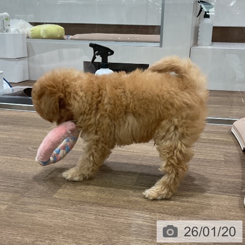 埼玉県のトイプードル(トイ) (ペッツワン 吉川美南店/2025年11月16日生まれ/男の子/アプリコット)の子犬の3枚目の画像