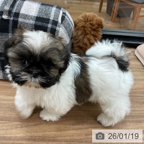 茨城県のシーズー (ペッツワン 古河店/2025年11月8日生まれ/女の子/ホワイトゴールド)の子犬の3枚目の画像