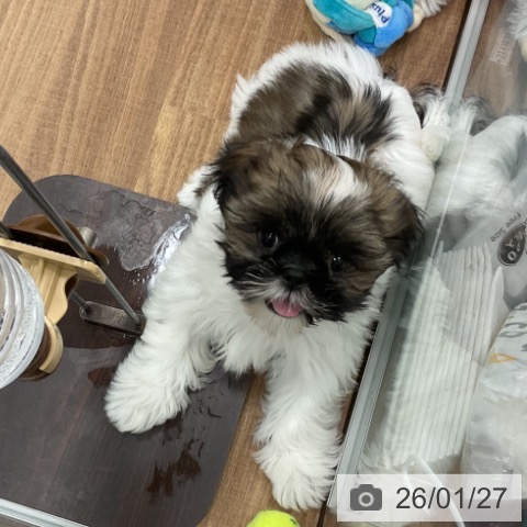 茨城県のシーズー (ペッツワン 古河店/2025年11月8日生まれ/女の子/ホワイトゴールド)の子犬の4枚目の画像