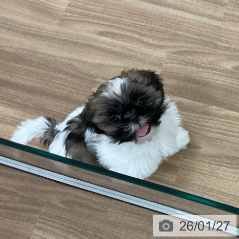 茨城県のシーズー (ペッツワン 古河店/2025年11月8日生まれ/女の子/ホワイトゴールド)の子犬の3枚目の画像