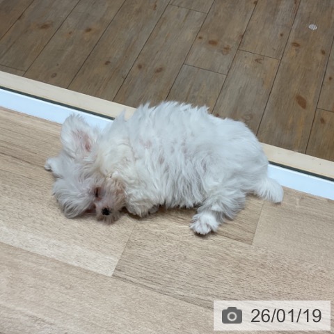 埼玉県のマルチーズ (ペットプラス ららぽーと富士見店/2025年11月8日生まれ/女の子/ホワイト)の子犬の4枚目の画像