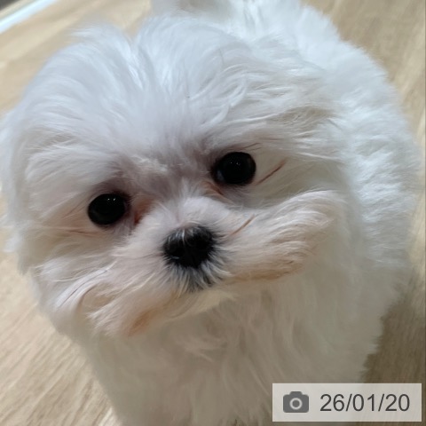 埼玉県のマルチーズ (ペットプラス ららぽーと富士見店/2025年11月8日生まれ/女の子/ホワイト)の子犬の3枚目の画像