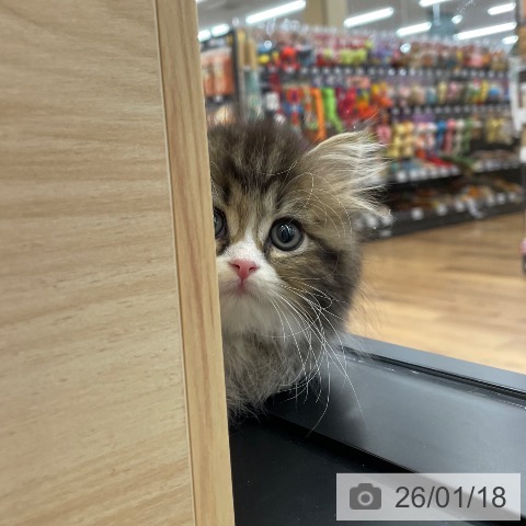 スコティッシュフォールドの写真