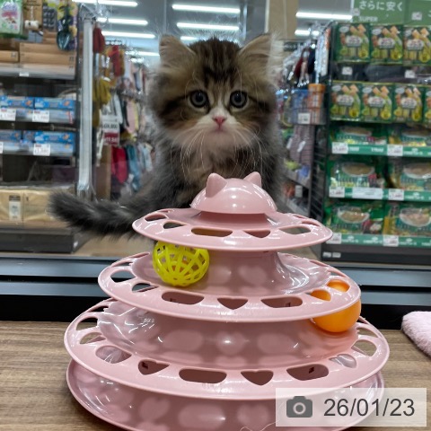 スコティッシュフォールドの写真