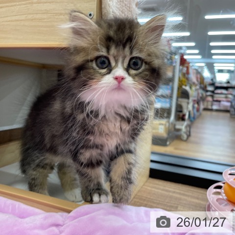 スコティッシュフォールドの写真