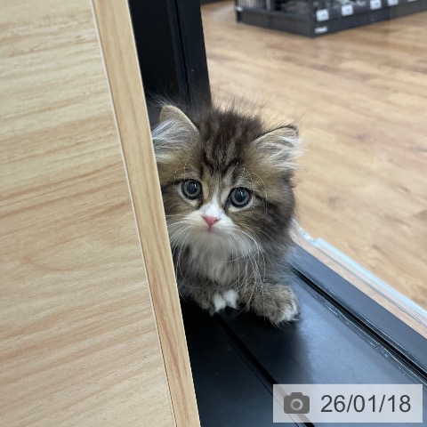 スコティッシュフォールドの写真