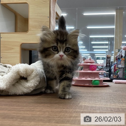 スコティッシュフォールドの写真