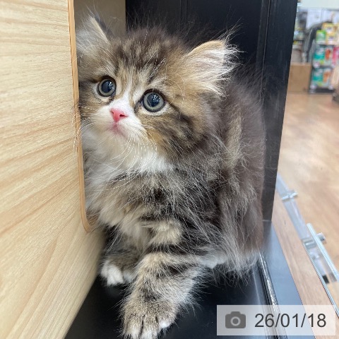 茨城県のスコティッシュフォールド (ペッツワン つくば店/2025年11月13日生まれ/男の子/ブラウンタビーホワイト)の子猫の4枚目の画像