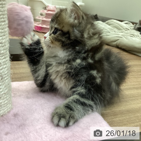 茨城県のスコティッシュフォールド (ペッツワン つくば店/2025年11月13日生まれ/男の子/ブラウンタビーホワイト)の子猫の3枚目の画像