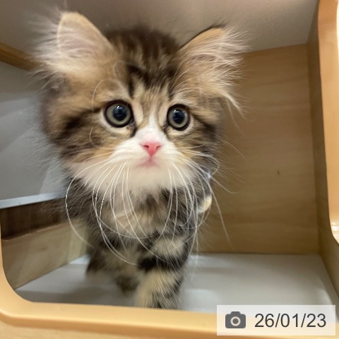 茨城県のスコティッシュフォールド (ペッツワン つくば店/2025年11月13日生まれ/男の子/ブラウンタビーホワイト)の子猫の3枚目の画像