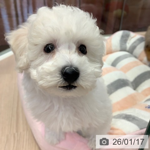 千葉県のトイプードル(トイ) (ペットプラス 幕張新都心店/2025年11月17日生まれ/男の子/ホワイト)の子犬の3枚目の画像