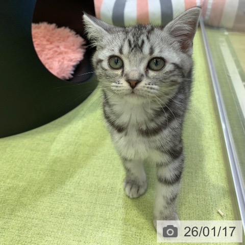 千葉県のアメリカンショートヘアー (ペットプラス 幕張新都心店/2025年11月11日生まれ/女の子/シルバータビー)の子猫の4枚目の画像