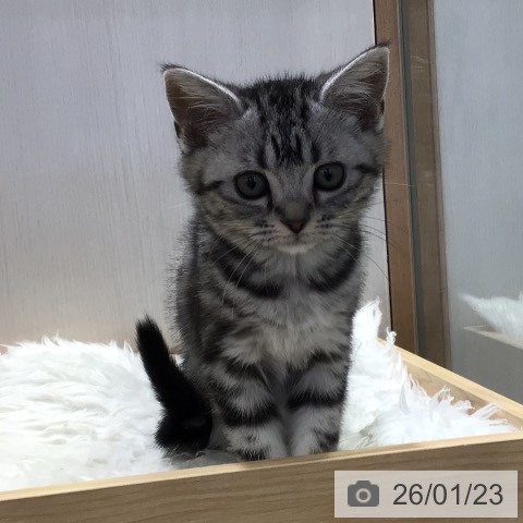 千葉県のアメリカンショートヘアー (ペットプラス 幕張新都心店/2025年11月11日生まれ/女の子/シルバータビー)の子猫の3枚目の画像