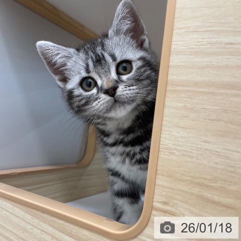 茨城県のアメリカンショートヘアー (ペッツワン つくば店/2025年11月11日生まれ/女の子/シルバータビー)の子猫の4枚目の画像
