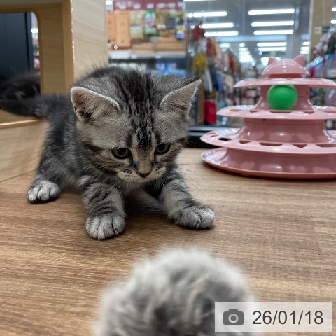 茨城県のアメリカンショートヘアー (ペッツワン つくば店/2025年11月11日生まれ/女の子/シルバータビー)の子猫の3枚目の画像