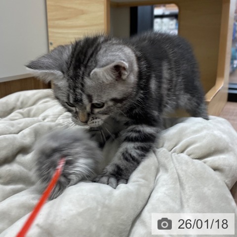 茨城県のアメリカンショートヘアー (ペッツワン つくば店/2025年11月11日生まれ/女の子/シルバータビー)の子猫の2枚目の画像