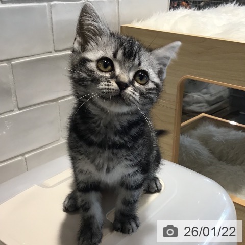 埼玉県のアメリカンショートヘアー (ペットプラス コクーンシティ店/2025年11月11日生まれ/女の子/シルバータビー)の子猫の4枚目の画像