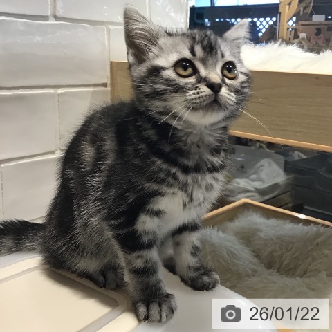 埼玉県のアメリカンショートヘアー (ペットプラス コクーンシティ店/2025年11月11日生まれ/女の子/シルバータビー)の子猫の3枚目の画像