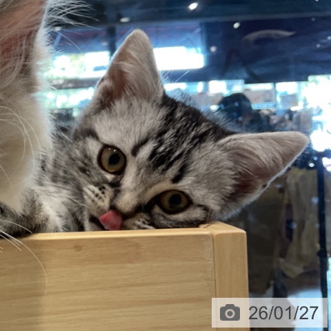 埼玉県のアメリカンショートヘアー (ペットプラス コクーンシティ店/2025年11月11日生まれ/女の子/シルバータビー)の子猫の3枚目の画像