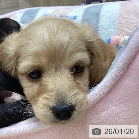 埼玉県のミニチュアダックスフンド(ロング) (ペットプラス ららぽーと富士見店/2025年11月18日生まれ/男の子/レッド)の子犬の3枚目の画像