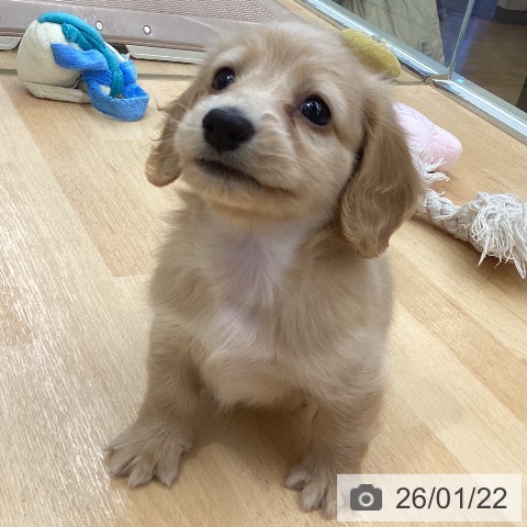 埼玉県のミニチュアダックスフンド(ロング) (ペットプラス 浦和美園店/2025年11月18日生まれ/男の子/レッド)の子犬の4枚目の画像