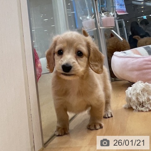 埼玉県のミニチュアダックスフンド(ロング) (ペットプラス 浦和美園店/2025年11月18日生まれ/男の子/レッド)の子犬の3枚目の画像