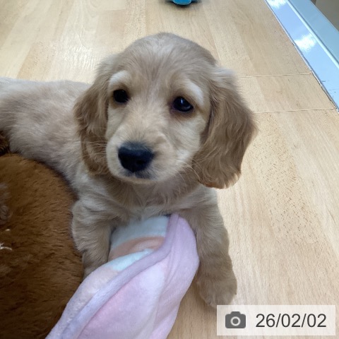 埼玉県のミニチュアダックスフンド(ロング) (ペットプラス 羽生店/2025年11月18日生まれ/男の子/レッド)の子犬の4枚目の画像