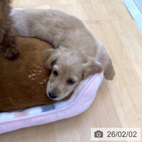 埼玉県のミニチュアダックスフンド(ロング) (ペットプラス 羽生店/2025年11月18日生まれ/男の子/レッド)の子犬の3枚目の画像