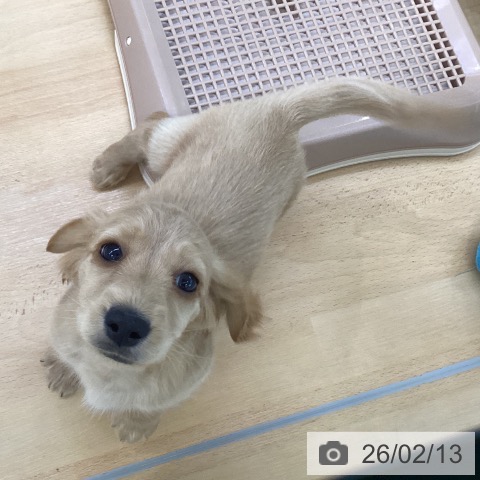 埼玉県のミニチュアダックスフンド(ロング) (ペットプラス 羽生店/2025年11月18日生まれ/男の子/レッド)の子犬の4枚目の画像