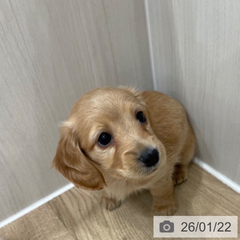 神奈川県のミニチュアダックスフンド(ロング) (ペットプラス テラスモール湘南店/2025年11月18日生まれ/女の子/レッド)の子犬の3枚目の画像