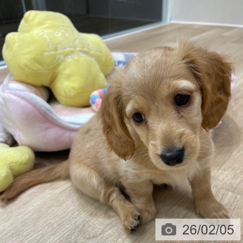 神奈川県のミニチュアダックスフンド(ロング) (ペットプラス テラスモール湘南店/2025年11月18日生まれ/女の子/レッド)の子犬の4枚目の画像