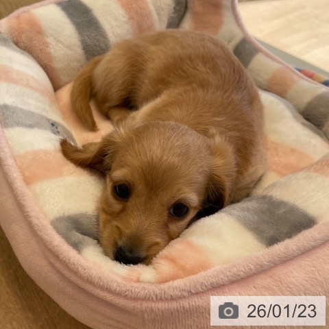 神奈川県のミニチュアダックスフンド(ロング) (ペットプラス テラスモール湘南店/2025年11月18日生まれ/女の子/レッド)の子犬の3枚目の画像