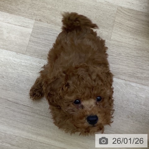 山梨県のトイプードル(トイ) (ペットプラス 甲府昭和店/2025年11月13日生まれ/男の子/レッド)の子犬の4枚目の画像