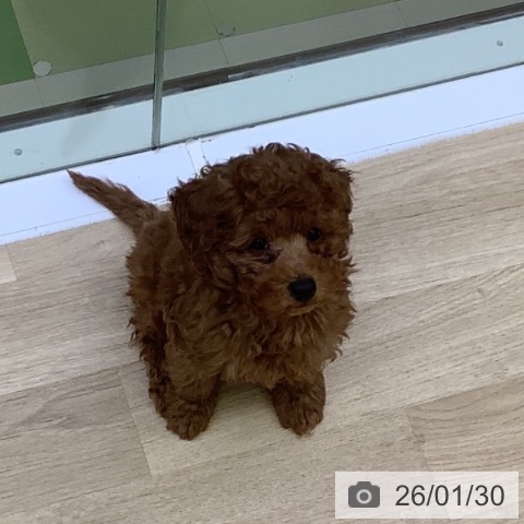 山梨県のトイプードル(トイ) (ペットプラス 甲府昭和店/2025年11月13日生まれ/男の子/レッド)の子犬の4枚目の画像