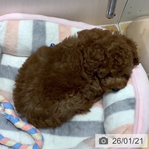 山梨県のトイプードル(トイ) (ペットプラス 甲府昭和店/2025年11月13日生まれ/男の子/レッド)の子犬の3枚目の画像