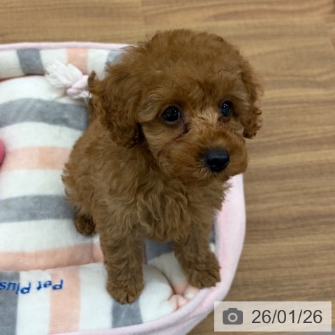 東京都のトイプードル(トイ) (ペッツワン 青梅インター店/2025年11月13日生まれ/女の子/アプリコット)の子犬の4枚目の画像