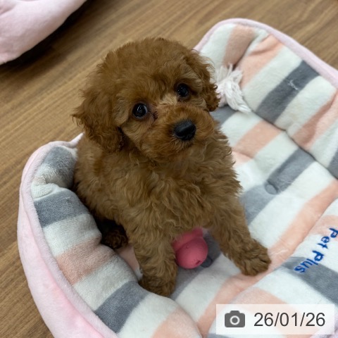 東京都のトイプードル(トイ) (ペッツワン 青梅インター店/2025年11月13日生まれ/女の子/アプリコット)の子犬の3枚目の画像