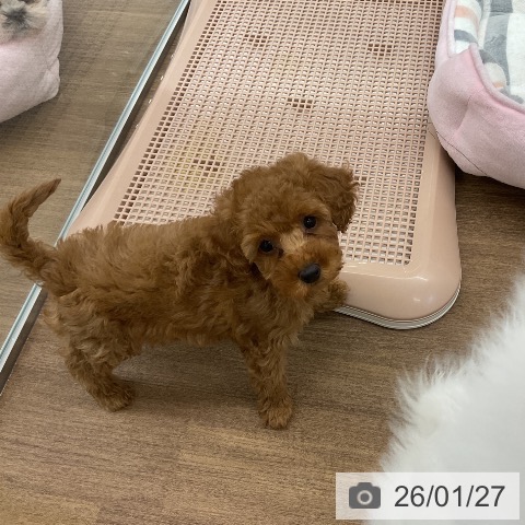 千葉県のトイプードル(トイ) (ペッツワン 千葉ニュータウン店/2025年11月13日生まれ/女の子/レッド)の子犬の3枚目の画像