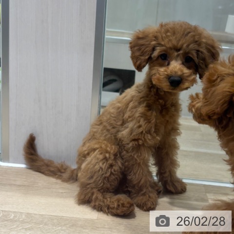 千葉県のトイプードル(トイ) (ペットプラス 木更津店/2025年11月13日生まれ/女の子/レッド)の子犬の4枚目の画像