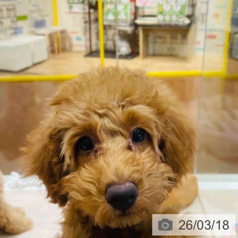 トイ・プードルの写真