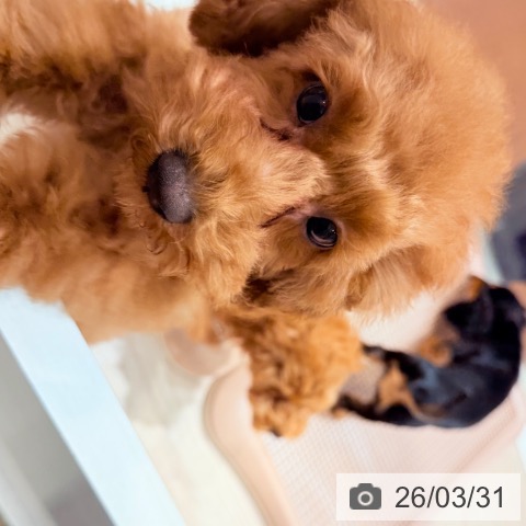 千葉県のトイプードル(トイ) (ペットプラス ユーカリが丘店/2025年11月13日生まれ/女の子/レッド)の子犬の4枚目の画像