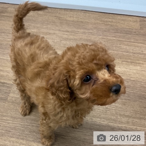 千葉県のトイプードル(トイ) (ペッツワン 千葉ニュータウン店/2025年11月13日生まれ/女の子/レッド)の子犬の3枚目の画像