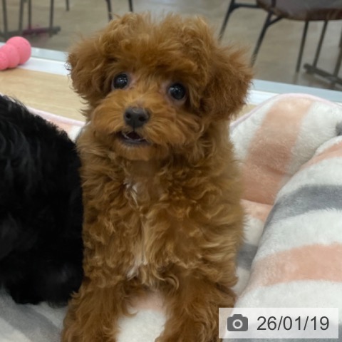 神奈川県のトイプードル(トイ) (ペットプラス 相模原並木店/2025年11月5日生まれ/女の子/レッド)の子犬の4枚目の画像